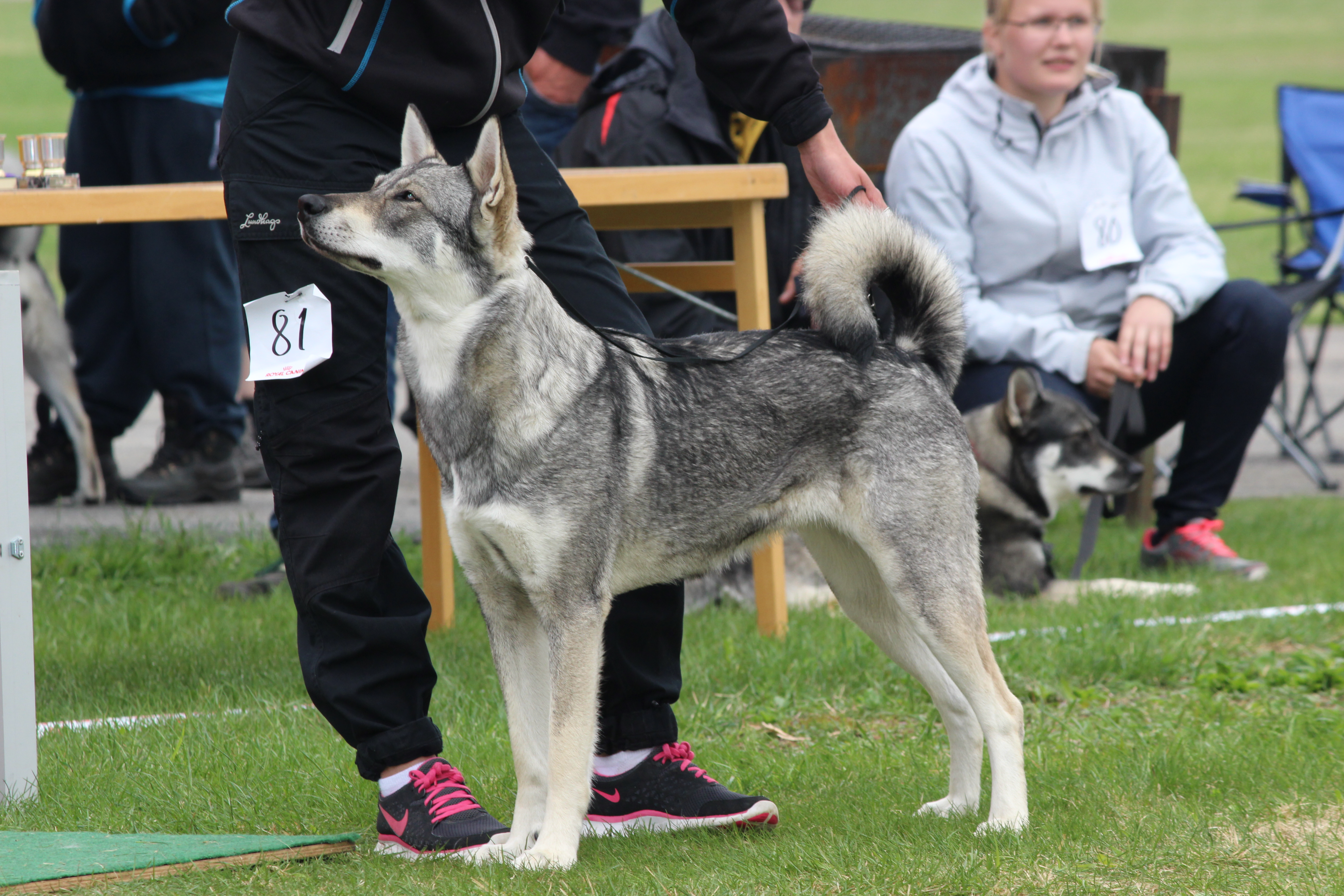 Avlidna vänner: J Elgstöa´s Hirja SE25918/2014